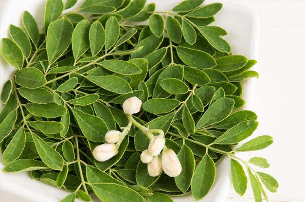 The Benefits of Moringa Leaves for Health